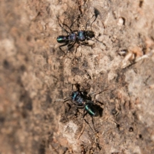 Rhytidoponera metallica at Stromlo, ACT - 9 Jul 2018 12:28 PM