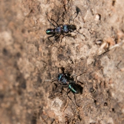 Rhytidoponera metallica (Greenhead ant) at Cooleman Ridge - 9 Jul 2018 by SWishart
