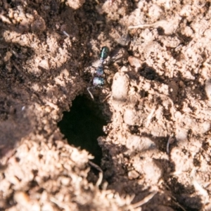 Rhytidoponera metallica at Stromlo, ACT - 9 Jul 2018