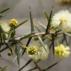 Acacia ulicifolia (Prickly Moses) at Michelago, NSW - 21 Oct 2016 by Illilanga