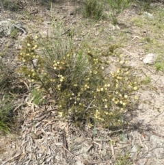 Acacia ulicifolia at Illilanga & Baroona - 21 Oct 2016