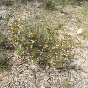 Acacia ulicifolia at Illilanga & Baroona - 21 Oct 2016 10:54 AM