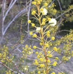 Acacia genistifolia (Early Wattle) at Illilanga & Baroona - 23 Jun 2017 by Illilanga