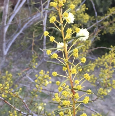 Acacia genistifolia (Early Wattle) at Michelago, NSW - 23 Jun 2017 by Illilanga