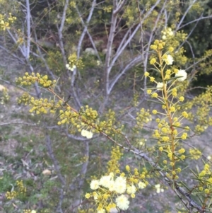 Acacia genistifolia at Illilanga & Baroona - 23 Jun 2017 04:18 PM