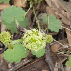 Hydrocotyle laxiflora (Stinking Pennywort) at Michelago, NSW - 14 Nov 2010 by Illilanga