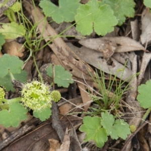 Hydrocotyle laxiflora at Michelago, NSW - 14 Nov 2010