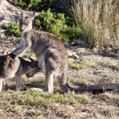 Macropus giganteus (Eastern Grey Kangaroo) at Nelson, NSW - 15 Jun 2018 by RossMannell