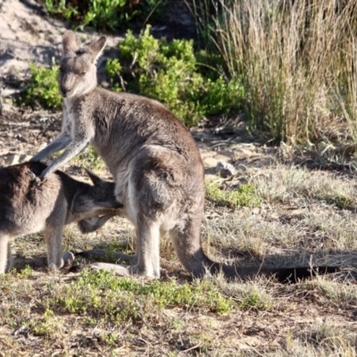 Macropus giganteus (Eastern Grey Kangaroo) at Nelson, NSW - 15 Jun 2018 by RossMannell
