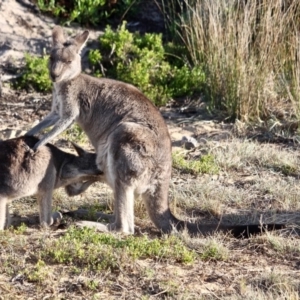 Macropus giganteus at Nelson, NSW - 15 Jun 2018