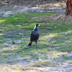 Gymnorhina tibicen (Australian Magpie) at Nelson, NSW - 15 Jun 2018 by RossMannell