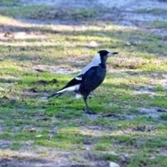 Gymnorhina tibicen at Nelson, NSW - 15 Jun 2018