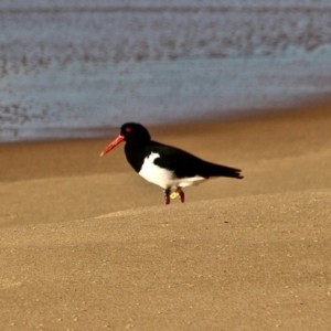 Haematopus longirostris at Nelson, NSW - 15 Jun 2018