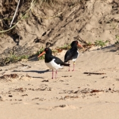 Haematopus longirostris at Nelson, NSW - 15 Jun 2018