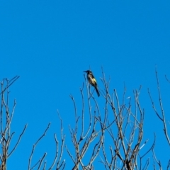 Phylidonyris novaehollandiae (New Holland Honeyeater) at Nelson, NSW - 15 Jun 2018 by RossMannell