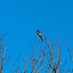 Phylidonyris novaehollandiae at Nelson, NSW - 15 Jun 2018