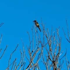 Phylidonyris novaehollandiae at Nelson, NSW - 15 Jun 2018 10:57 AM