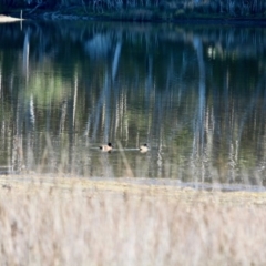 Anas castanea (Chestnut Teal) at Nelson, NSW - 15 Jun 2018 by RossMannell