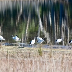 Threskiornis molucca (Australian White Ibis) at Tanja Lagoon - 15 Jun 2018 by RossMannell