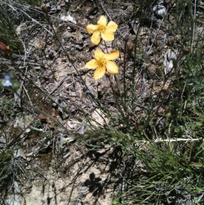 Hypericum gramineum (Small St Johns Wort) at Michelago, NSW - 22 Nov 2010 by Illilanga