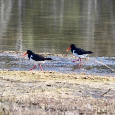 Haematopus longirostris (Australian Pied Oystercatcher) at Nelson, NSW - 15 Jun 2018 by RossMannell