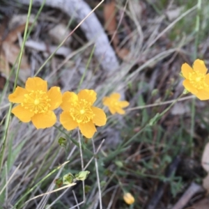 Hypericum gramineum at Michelago, NSW - 15 Feb 2016 07:47 AM