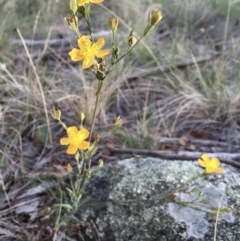 Hypericum gramineum at Michelago, NSW - 15 Feb 2016 07:47 AM