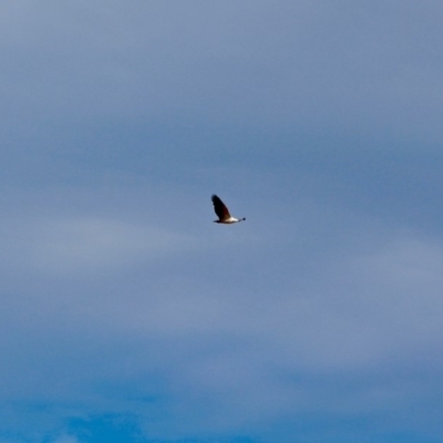 Haliaeetus leucogaster (White-bellied Sea-Eagle) at Tanja Lagoon - 15 Jun 2018 by RossMannell