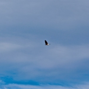 Haliaeetus leucogaster at Nelson, NSW - 15 Jun 2018 12:56 PM