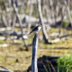 Microeca fascinans (Jacky Winter) at Nelson, NSW - 15 Jun 2018 by RossMannell