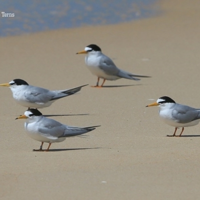 Sternula albifrons (Little Tern) at Cunjurong Point, NSW - 10 Dec 2015 by CharlesDove