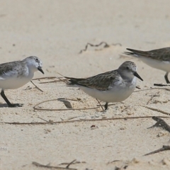 Calidris ruficollis (Red-necked Stint) at Cunjurong Point, NSW - 10 Dec 2015 by CharlesDove