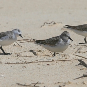 Calidris ruficollis at Cunjurong Point, NSW - 10 Dec 2015