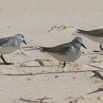 Calidris ruficollis (Red-necked Stint) at Cunjurong Point, NSW - 10 Dec 2015 by CharlesDove