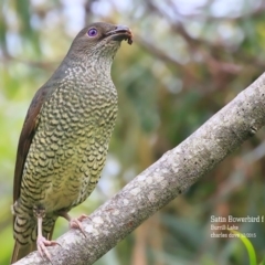 Ptilonorhynchus violaceus (Satin Bowerbird) at Burrill Lake, NSW - 14 Dec 2015 by Charles Dove