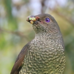 Ptilonorhynchus violaceus at Burrill Lake, NSW - 15 Dec 2015 12:00 AM