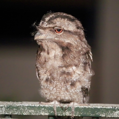 Podargus strigoides (Tawny Frogmouth) at Lake Conjola, NSW - 10 Dec 2015 by CharlesDove