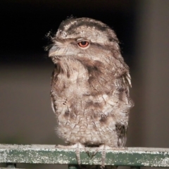 Podargus strigoides (Tawny Frogmouth) at Lake Conjola, NSW - 9 Dec 2015 by Charles Dove