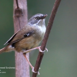 Sericornis frontalis at Meroo National Park - 11 Dec 2015 12:00 AM