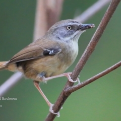 Sericornis frontalis at Meroo National Park - 11 Dec 2015 12:00 AM