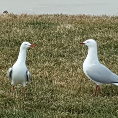 Chroicocephalus novaehollandiae (Silver Gull) at City Renewal Authority Area - 12 Jul 2018 by Mike