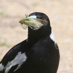 Gymnorhina tibicen (Australian Magpie) at Ulladulla, NSW - 4 Dec 2015 by Charles Dove