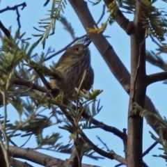 Acanthiza pusilla at Tharwa, ACT - 12 Jul 2018