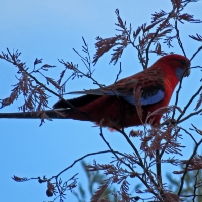 Platycercus elegans (Crimson Rosella) at Gigerline Nature Reserve - 12 Jul 2018 by RodDeb