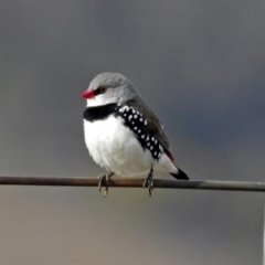 Stagonopleura guttata (Diamond Firetail) at Paddys River, ACT - 12 Jul 2018 by RodDeb