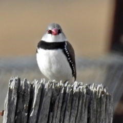 Stagonopleura guttata at Paddys River, ACT - suppressed