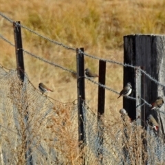 Stagonopleura guttata at Paddys River, ACT - suppressed