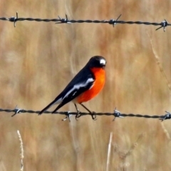 Petroica phoenicea (Flame Robin) at Paddys River, ACT - 12 Jul 2018 by RodDeb