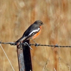 Petroica phoenicea at Paddys River, ACT - 12 Jul 2018