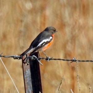 Petroica phoenicea at Paddys River, ACT - 12 Jul 2018